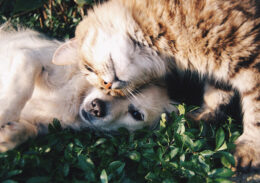 dogs cats